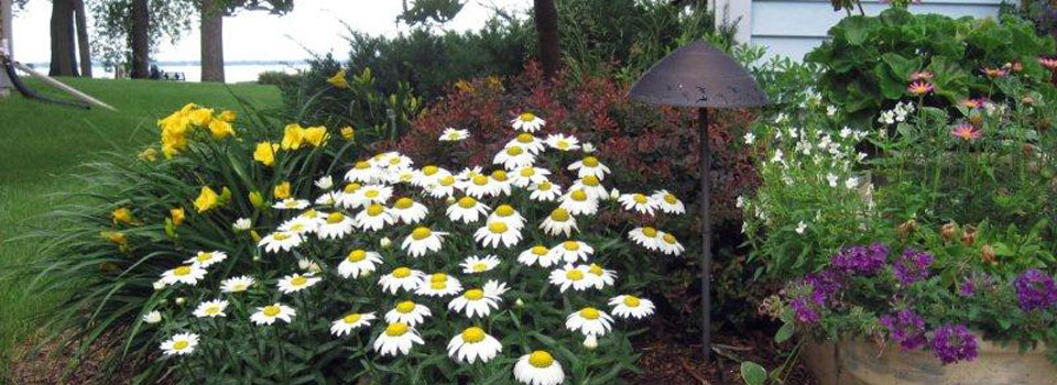 Entrance Planting