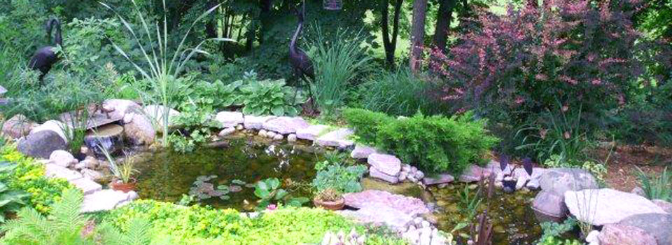 Pond